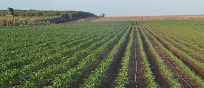 Global Drip Irrigation Market Analysis, Growth, Share, Size, Trends and Forecast