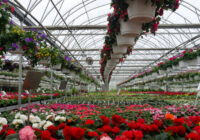 Global Floriculture Market Analysis, Growth, Share, Size, Trends and Forecast