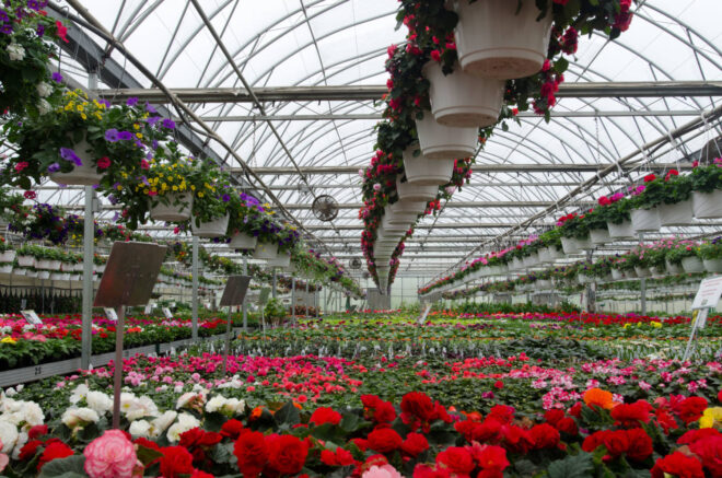 Global Floriculture Market Analysis, Growth, Share, Size, Trends and Forecast