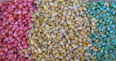 Global Insecticide Seed Treatment Market Analysis, Growth, Share, Size, Trends & Forecast