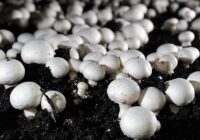 Global Mushroom Cultivation Market Analysis, Growth, Share, Size, Trends and Forecast