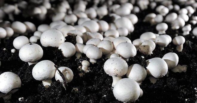 Global Mushroom Cultivation Market Analysis, Growth, Share, Size, Trends and Forecast