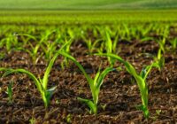 Organic Fertilizer Market Analysis, Growth, Share, Size, Trends & Forecast
