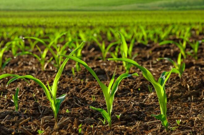 Organic Fertilizer Market Analysis, Growth, Share, Size, Trends & Forecast