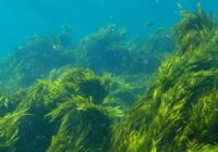 Global Seaweed Fertilizers Market Analysis, Growth, Share, Trends, Size and Forecast