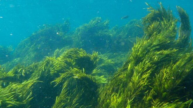 Global Seaweed Fertilizers Market Analysis, Growth, Share, Trends, Size and Forecast