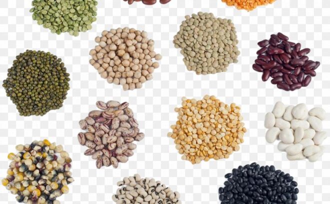 Global Seeds Market Analysis, Opportunity, Growth, Share, Size and Forecast
