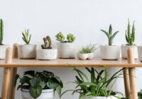 India Indoor Plants Market Analysis, Opportunity, Growth, Size, Share, Trends and Forecast