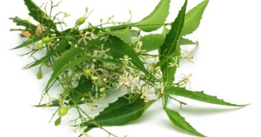 India Neem Extracts Market Analysis, Growth, Share, Size, Trends and Forecast