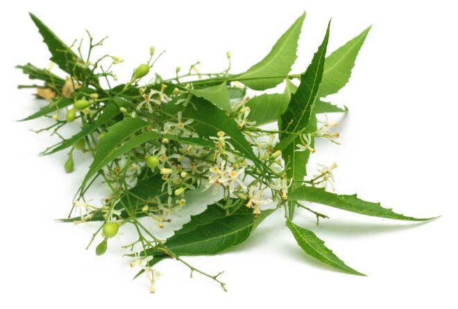 India Neem Extracts Market Analysis, Growth, Share, Size, Trends and Forecast