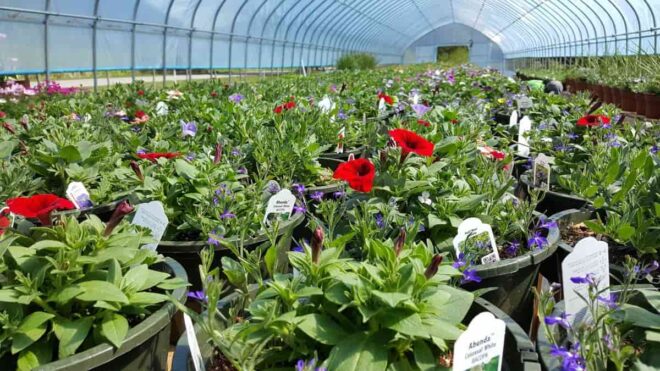 India Online Nursery Market Analysis, Growth, Share, Trends, Size and Forecast