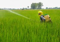 India Pesticide Market Analysis, Opportunities, Growth, Trends, Share, Size and Forecast