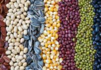 India Seed Market Analysis, Opportunity, Growth, Size, Share, Trends and Forecast