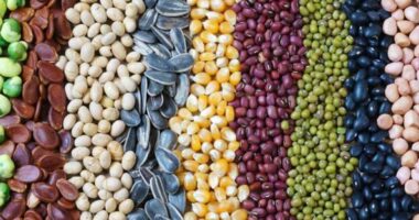 India Seed Market Analysis, Opportunity, Growth, Size, Share, Trends and Forecast