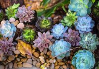 India Succulent Plants Market Analysis, Growth, Share, Trends, Size and Forecast