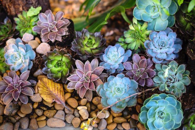 India Succulent Plants Market Analysis, Growth, Share, Trends, Size and Forecast