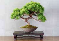 Japan Bonsai Market Analysis, Growth, Share, Trends, Size and Forecast