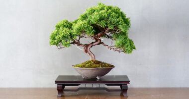 Japan Bonsai Market Analysis, Growth, Share, Trends, Size and Forecast