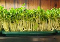 Microgreens Market Analysis, Share, Size, Trends, Growth and Forecast