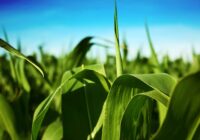 Minichromosomal Technology In Agriculture Market Analysis, Growth, Share, Trends, Size and Forecast