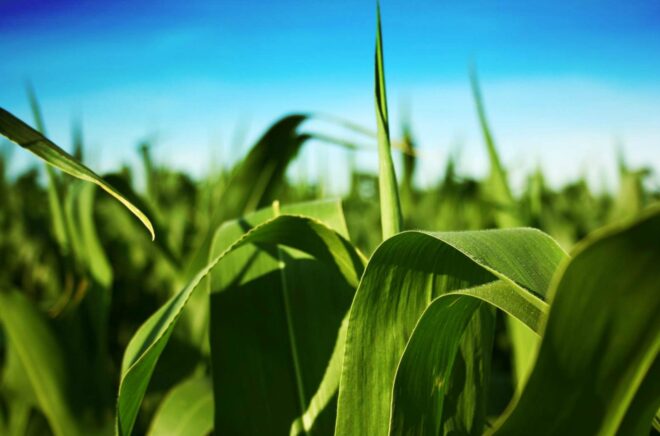 Minichromosomal Technology In Agriculture Market Analysis, Growth, Share, Trends, Size and Forecast