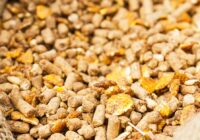 North America Animal Feed Additive Market Analysis, Opportunities, Growth, Size, Share and Forecast