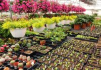 Online Nursery Market Analysis, Growth, Share, Trends, Size and Forecast