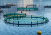 Precision Aquaculture Market Analysis, Share, Size, Trends, Growth and Forecast