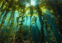 Seaweed Cultivation Market Analysis, Growth, Share, Trends, Size and Forecast