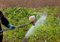 UAE Pesticide Residue Testing Market Analysis, Growth, Opportunity, Size, Share, and forecast
