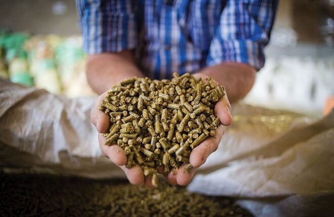 United States Animal Feed Market Analysis, Opportunity, Growth, Size, Share, Trends and Forecast