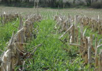 Cover Crops Market Analysis, Demand, Scope, Share, Size, Opportunities & Forecast