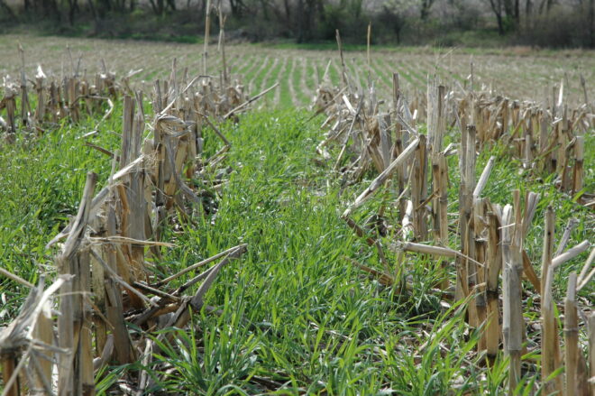 Cover Crops Market Analysis, Demand, Scope, Share, Size, Opportunities & Forecast