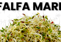 Global Alfalfa Market Analysis, Opportunity, Demand, Share, Size & Forecast