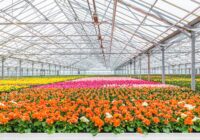 Global Floriculture Market Analysis, Opportunity, Demand, Share, Size, Trends & Forecast