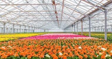 Global Floriculture Market Analysis, Opportunity, Demand, Share, Size, Trends & Forecast