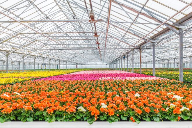 Global Floriculture Market Analysis, Opportunity, Demand, Share, Size, Trends & Forecast