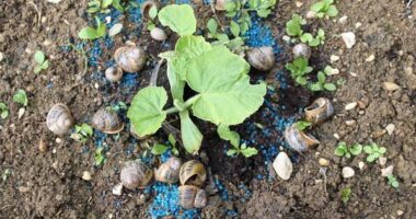 Global Molluscicides Market Analysis, Opportunity, Share, Size, Growth & Size