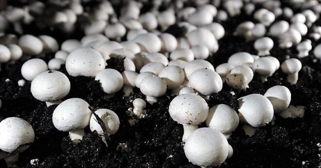 Global Mushroom Cultivation Market Analysis, Opportunity, Share, Size, Growth & Size