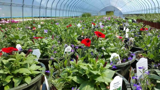 India Online Nursery Market Analysis, Demand, Scope, Share, Size, Opportunities & Forecast