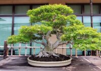 Japan Bonsai Market Analysis, Demand, Scope, Share, Size, Opportunities & Forecast