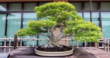 Japan Bonsai Market Analysis, Demand, Scope, Share, Size, Opportunities & Forecast