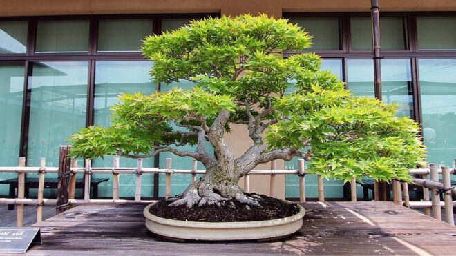 Japan Bonsai Market Analysis, Demand, Scope, Share, Size, Opportunities & Forecast