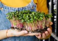 Microgreens Market Analysis, Growth, Trends, Share, Size & Forecast