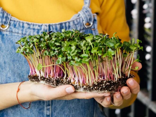 Microgreens Market Analysis, Growth, Trends, Share, Size & Forecast