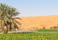 Middle East & Africa Desert Farming Market Analysis, Demand, Scope, Share, Size, Opportunities & Forecast