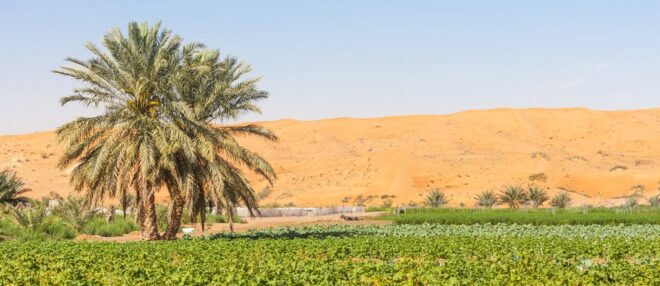 Middle East & Africa Desert Farming Market Analysis, Demand, Scope, Share, Size, Opportunities & Forecast