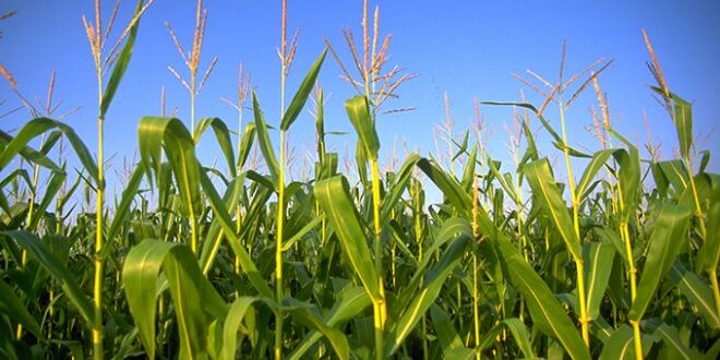 Minichromosomal Technology In Agriculture Market Analysis, Demand, Scope, Share, Size, Opportunities & Forecast