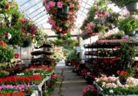 Online Nursery Market Analysis, Demand, Scope, Share, Size, Opportunities & Forecast