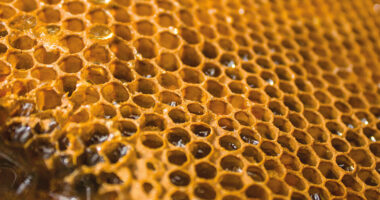 Pakistan Honey Market Analysis, Opportunity, Demand, Share, Size & Forecast